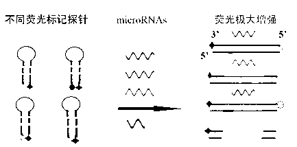 Micro RNAs (ribonucleic acids) fluorescence detection probe