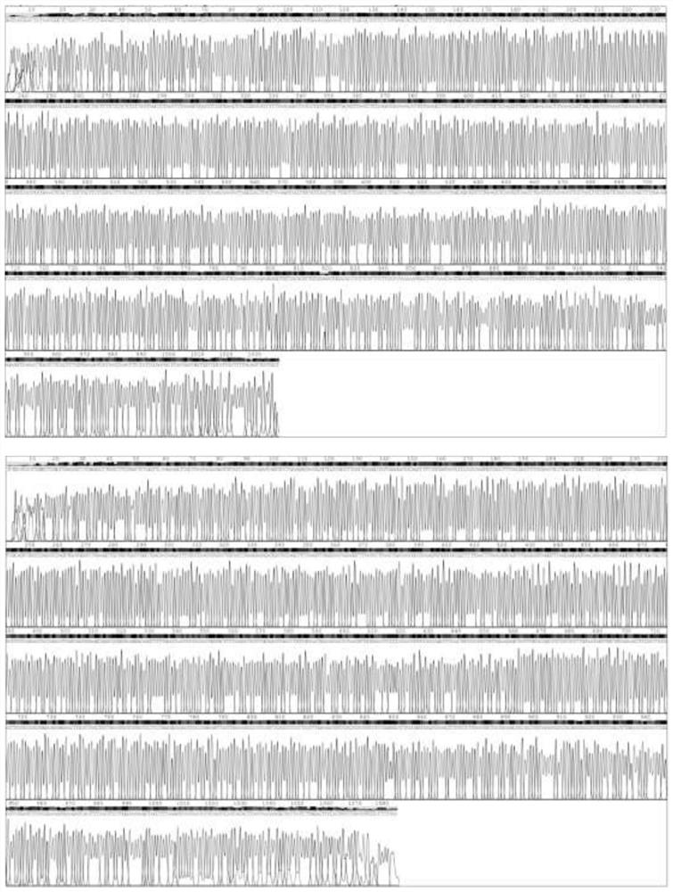 Construction of immune-activated recombinant lactococcus lactis and application of immune-activated recombinant lactococcus lactis as tumor vaccines, immunologic adjuvants and like