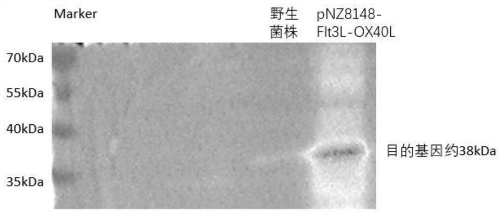 Construction of immune-activated recombinant lactococcus lactis and application of immune-activated recombinant lactococcus lactis as tumor vaccines, immunologic adjuvants and like