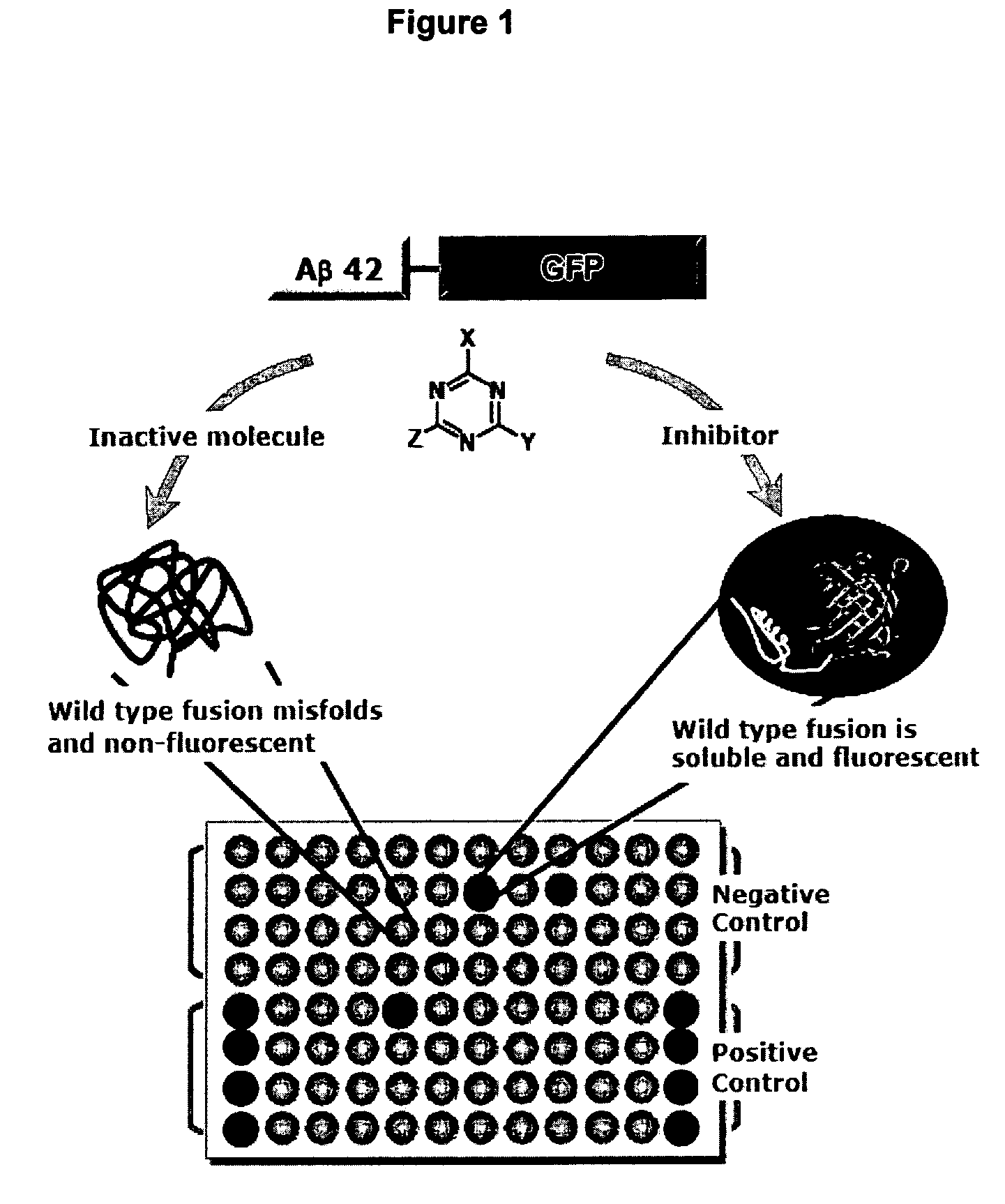 High throughput screen for inhibitors of polypeptide aggregation