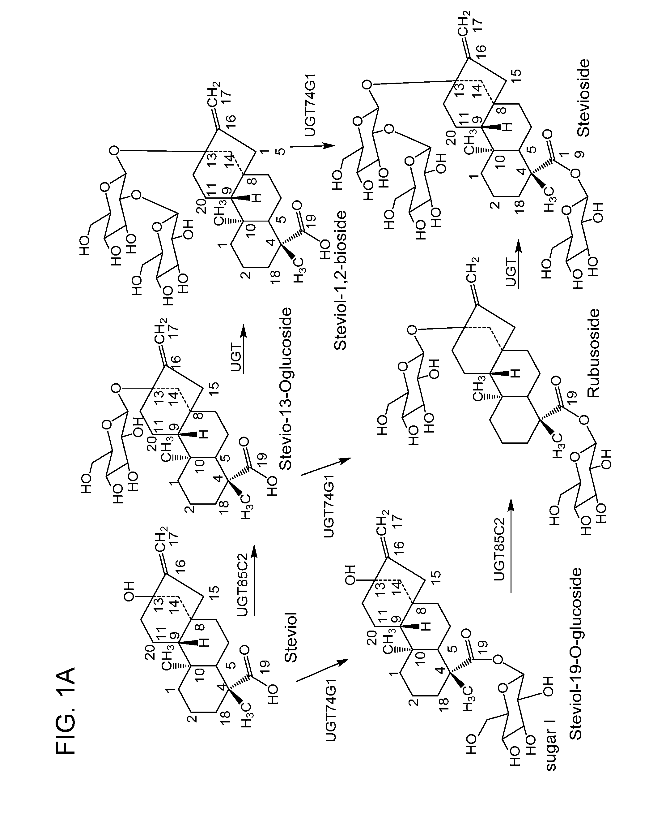 Non-caloric sweeteners and methods for synthesizing