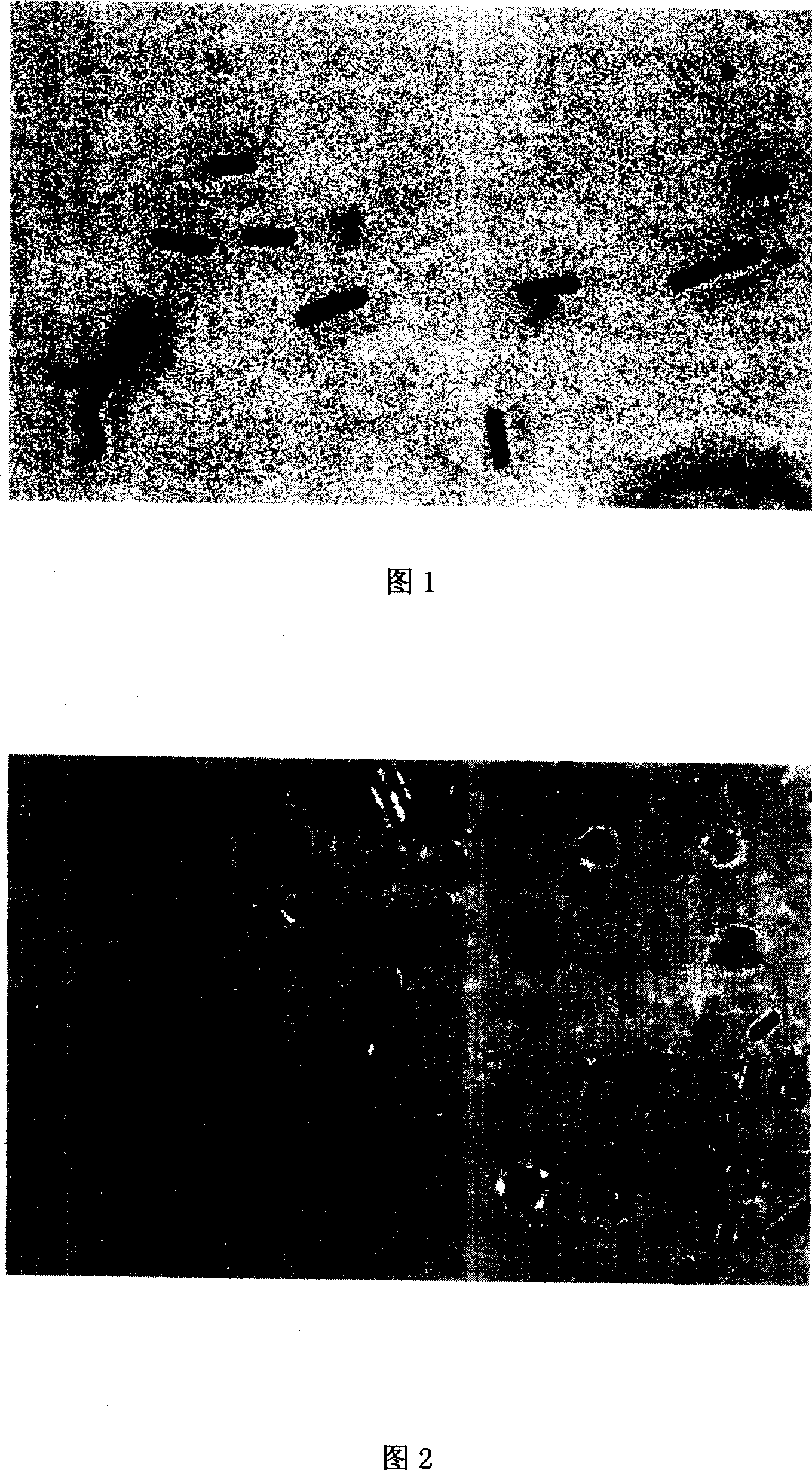 Use of Bacillus subtilis (Ehrenberg)Cohn in preparing 3-hydroxy butanone