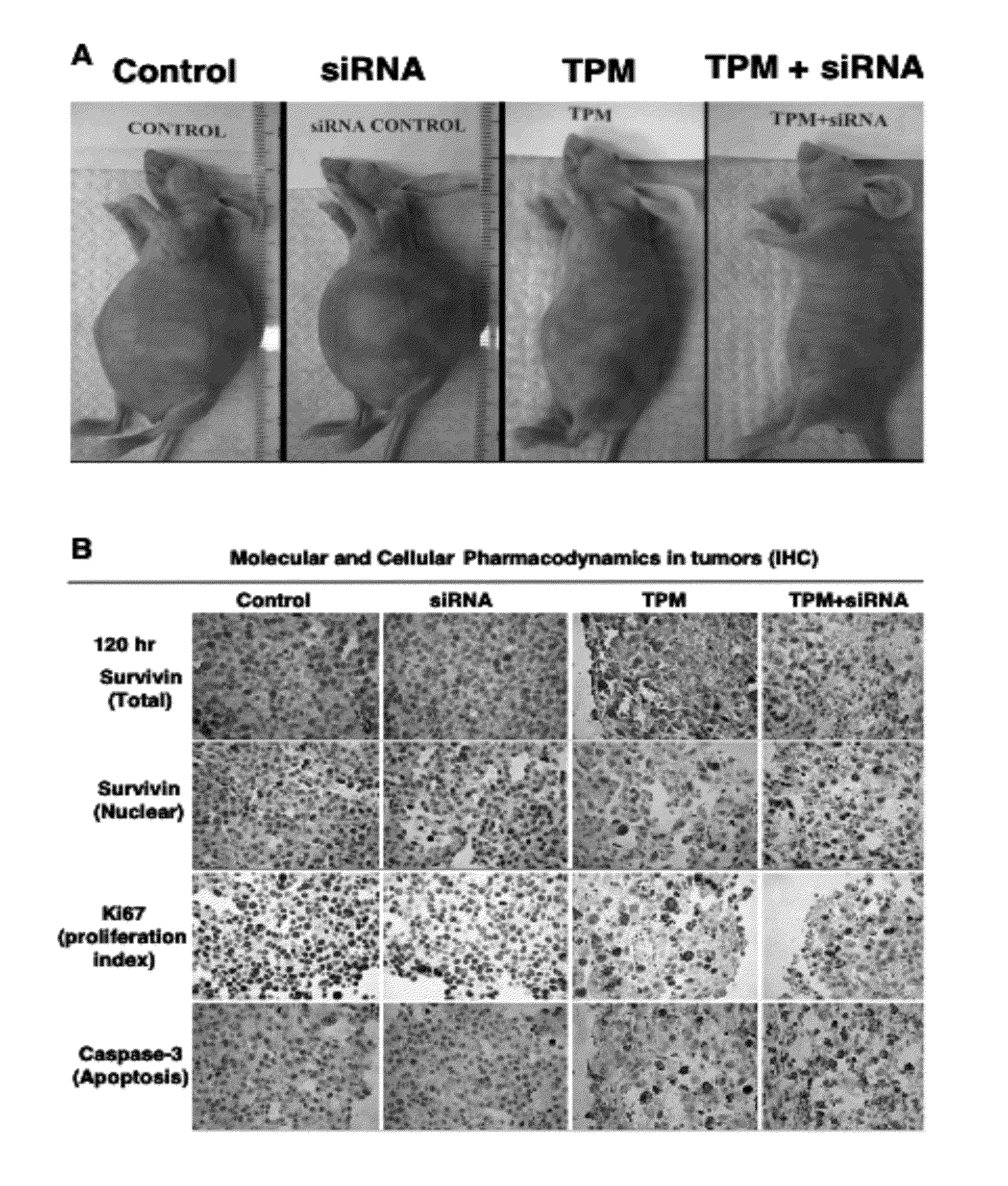 Methods and Compositions for Improved Deliver, Expression or Activity of RNA Interference Agents