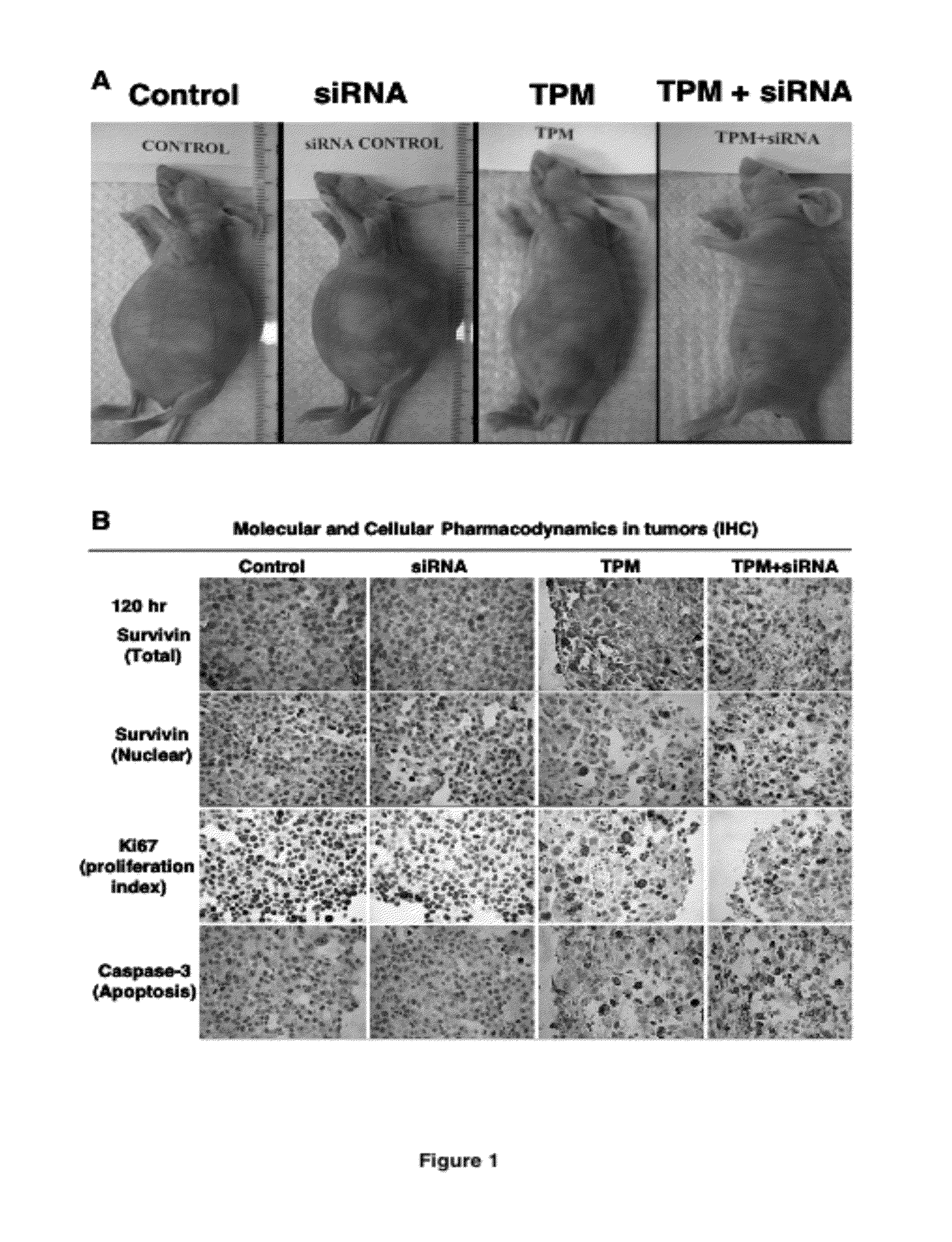 Methods and Compositions for Improved Deliver, Expression or Activity of RNA Interference Agents