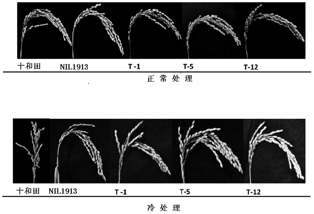 Method used for identifying cold tolerance of rice at booting stage