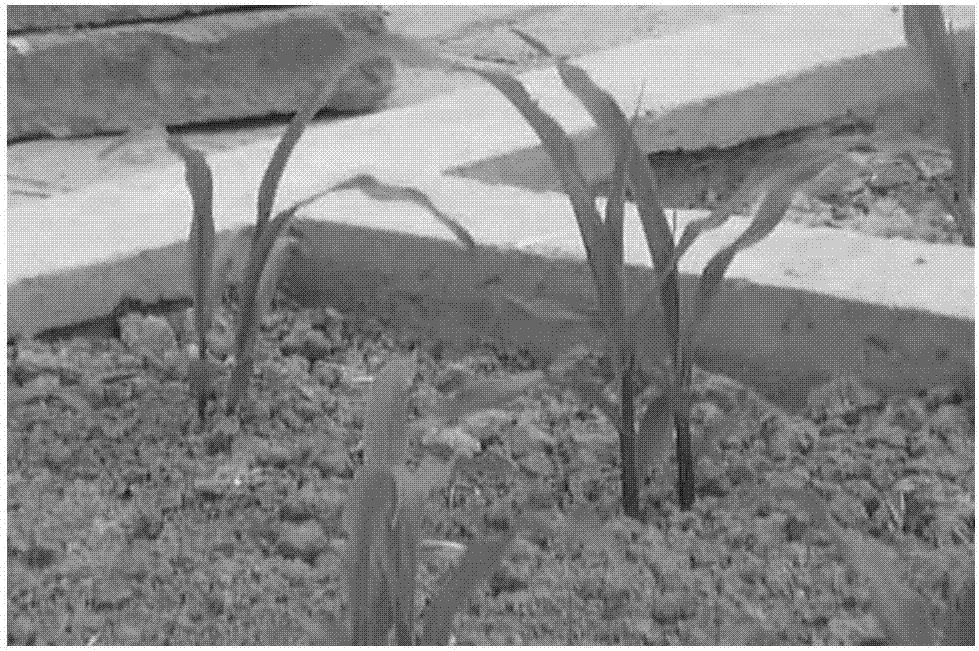 Image-based automatic identification method for drought stress on corn at earlier growth stage
