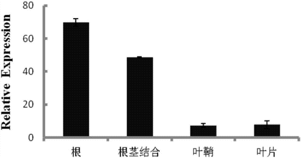 Application of rice auxin transport protein gene OsPIN9 in gene engineering