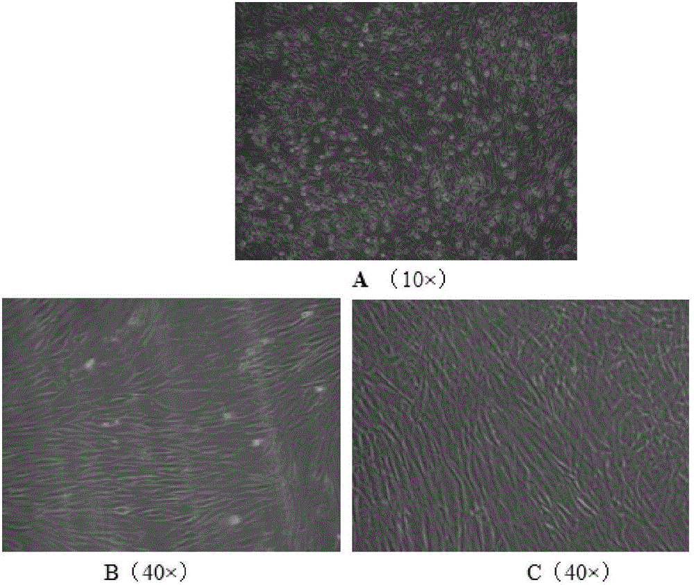 Screening method of safety and efficacy of skin antioxidants through use of a plurality of normal human skin cells