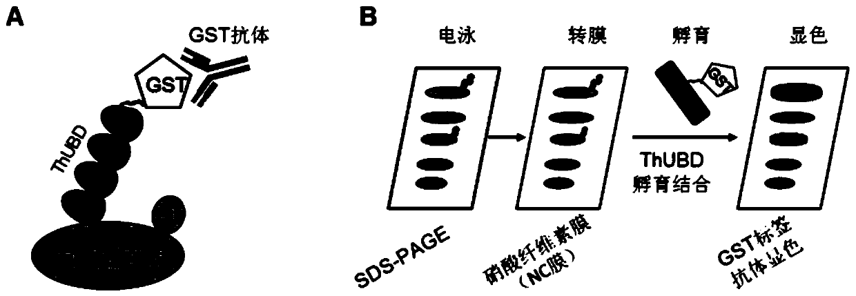 Ubiquitin chain solid phase detection method and application