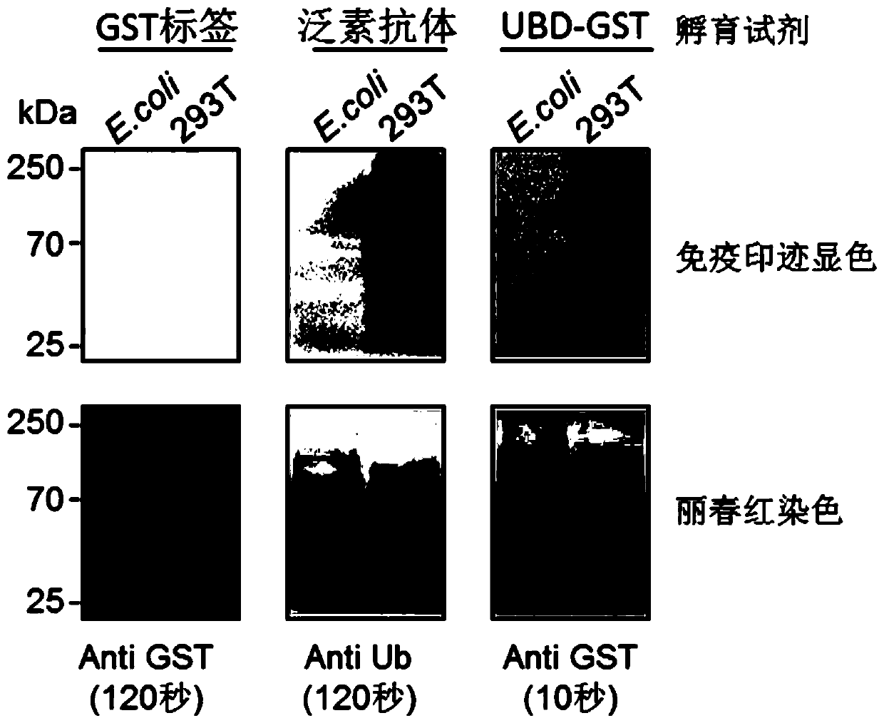 Ubiquitin chain solid phase detection method and application
