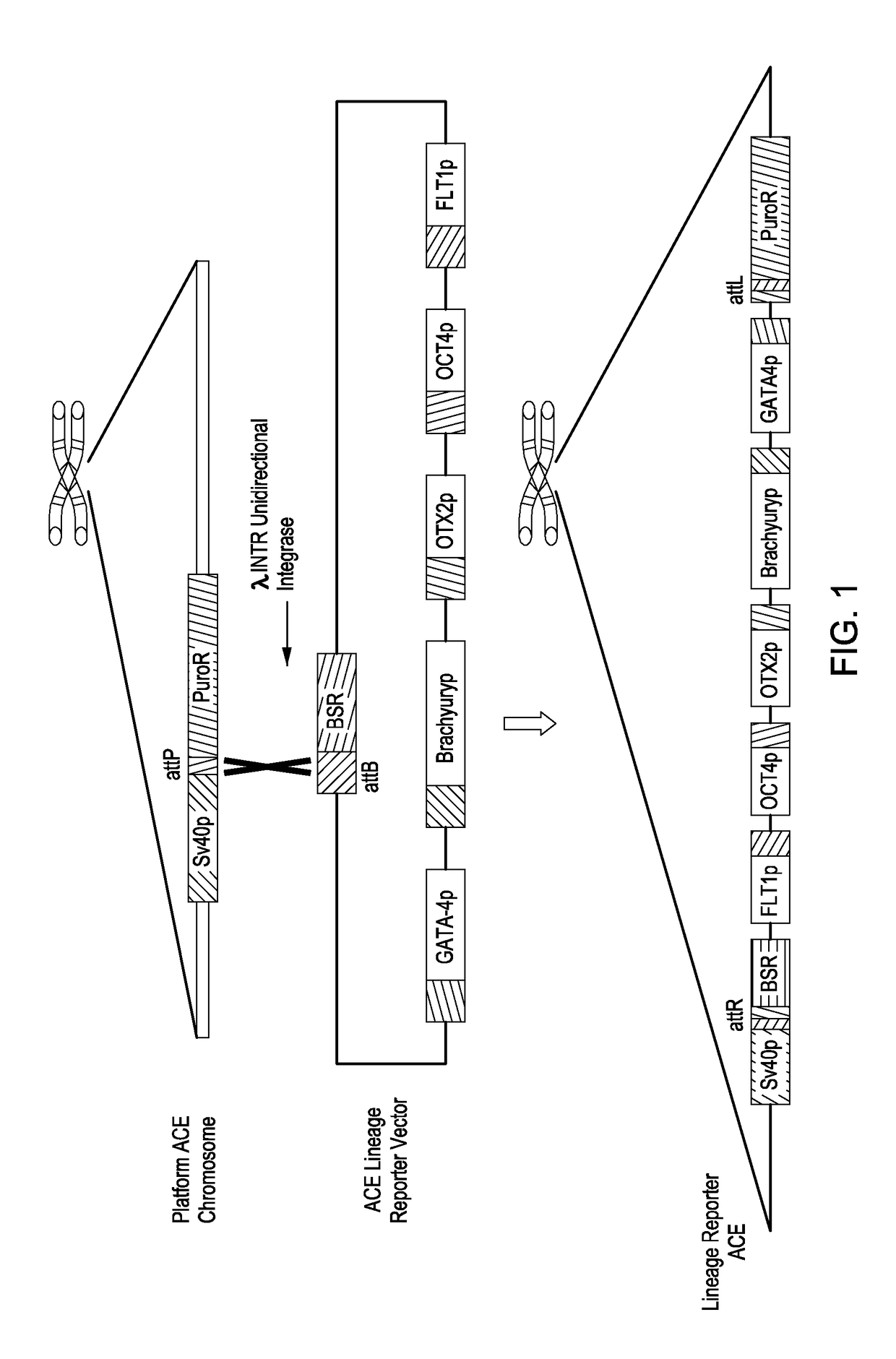 Lineage reporter synthetic chromosomes and methods of use