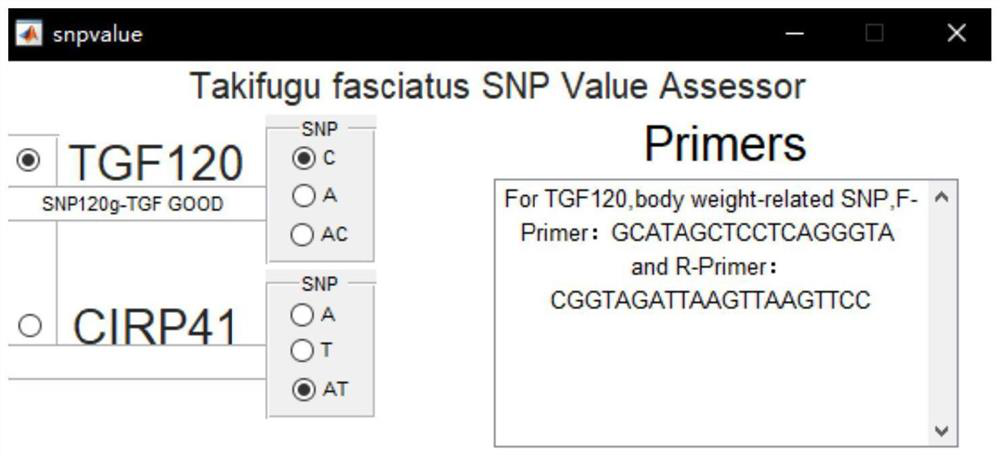 SNP Molecular Markers in Puffer Puffer Obscura and Its Application in Genetic Breeding