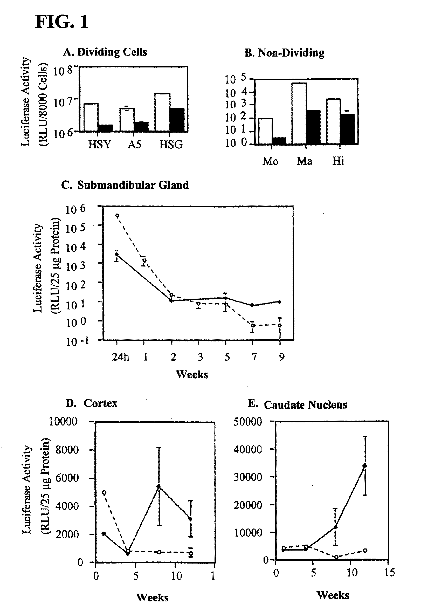 Hybrid adeno-retroviral vector for the transfection of cells