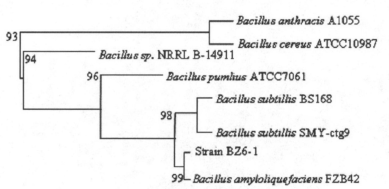 Application of BZ6-1 bacterial strain in preparing drugs for treating plant peanut bacterial wilt
