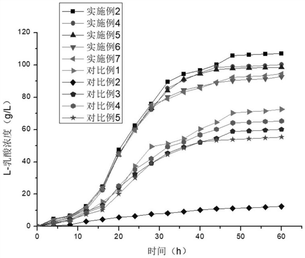 A method for producing l-lactic acid by utilizing lignocellulose simultaneous saccharification and fermentation