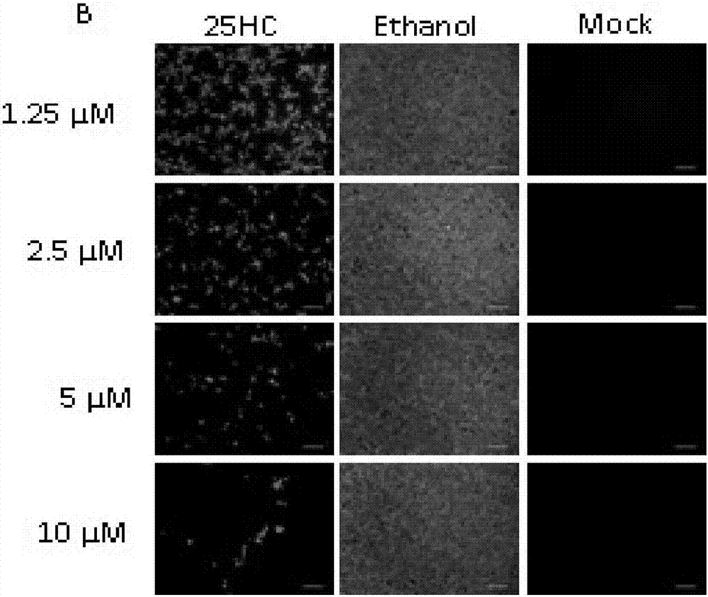 Drug for inhibiting intra-cellular replication in porcine reproductive and respiratory syndrome virus (PRRSV)