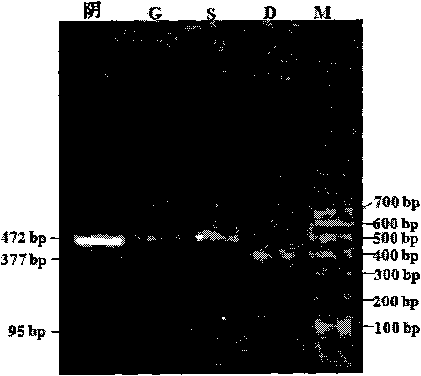 Triple PCR-RFLP method for identifying mutton and duck meat