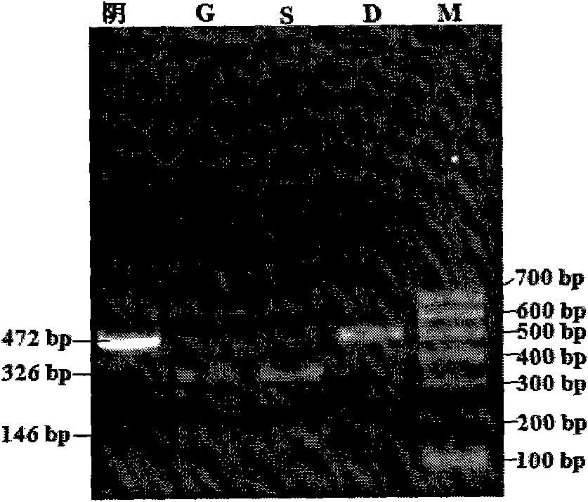 Triple PCR-RFLP method for identifying mutton and duck meat