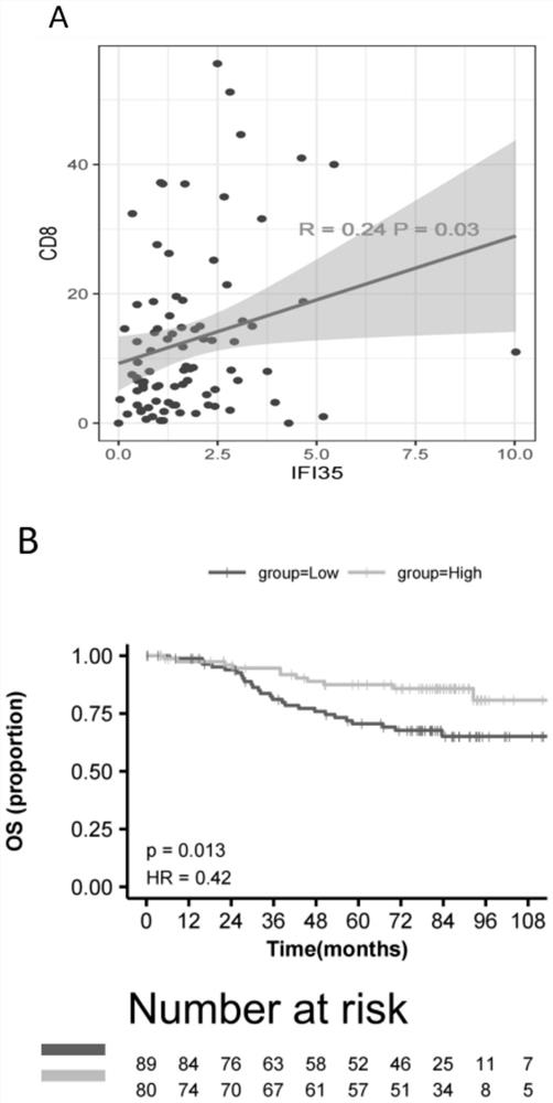 Application of IFI35 in preparation of medicine for preventing or treating colorectal cancer