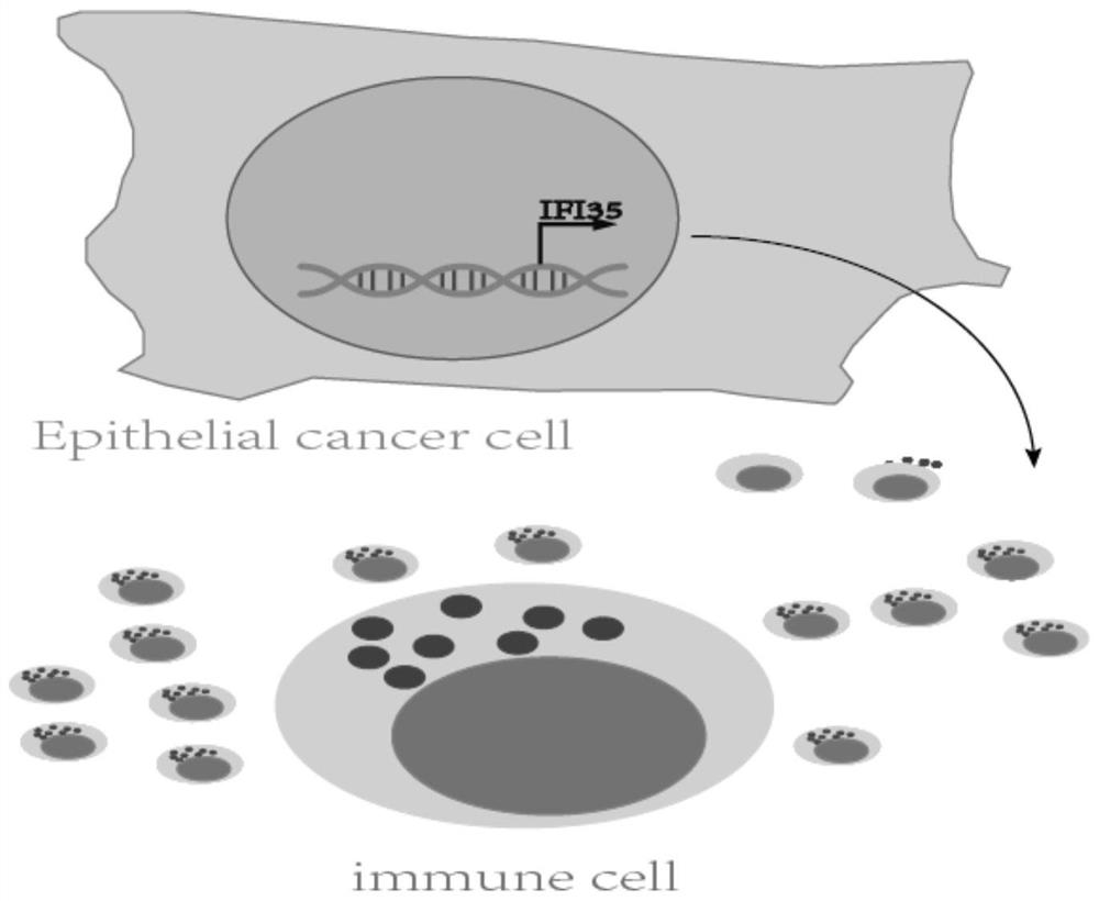 Application of IFI35 in preparation of medicine for preventing or treating colorectal cancer