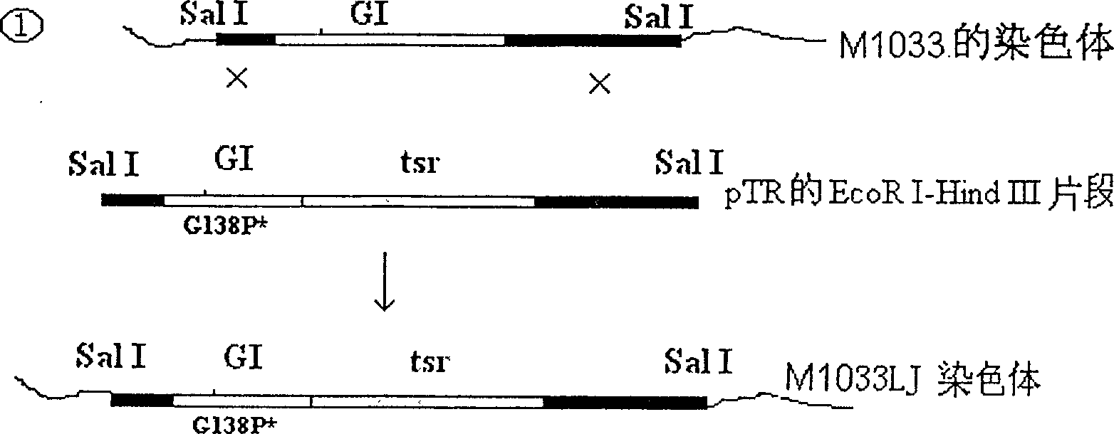 Gene engineering strain MI033WZ expression M1033 GI mutation enzyme GIG 38P and construction method thereof