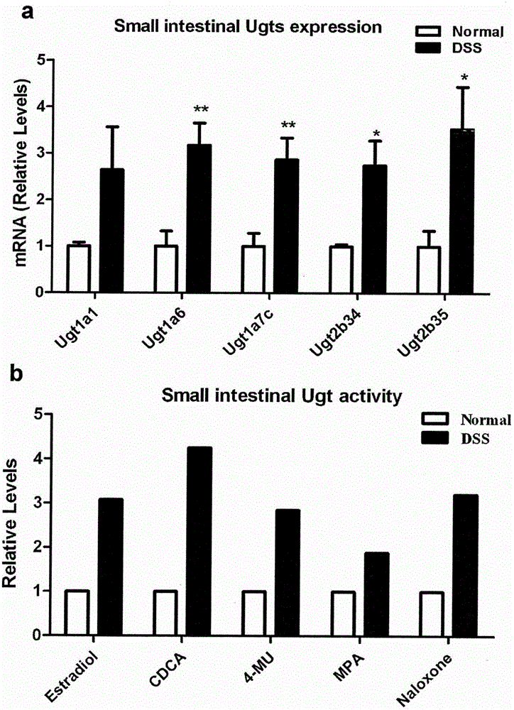 Application of PPAR alpha-UGT (peroxisome proliferator activated receptor alpha-uridine diphosphate glucuronosyl transferase) pathway inhibitor in treating inflammatory bowel diseases