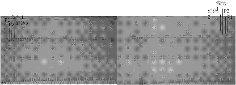 Two InDel markers closely linked to yellow-white peel of cucumis sativusL. and application of InDel markers