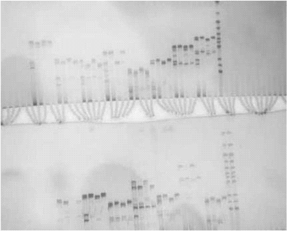 Two InDel markers closely linked to yellow-white peel of cucumis sativusL. and application of InDel markers