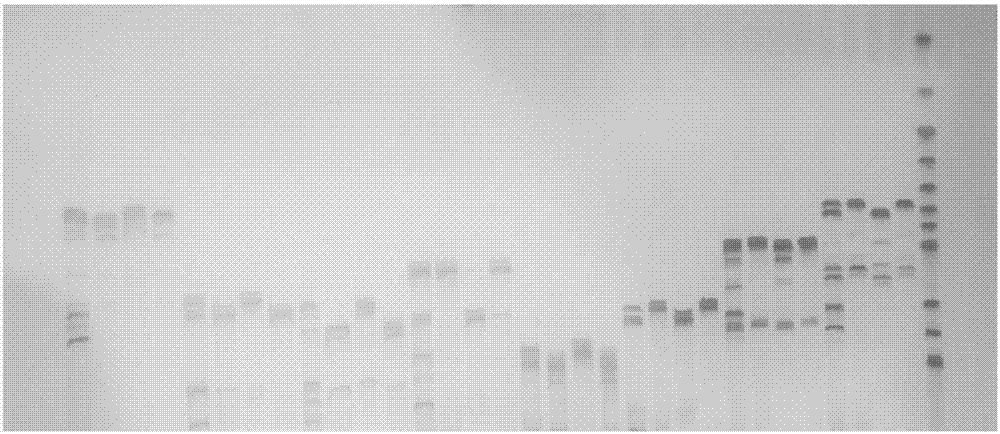 Two InDel markers closely linked to yellow-white peel of cucumis sativusL. and application of InDel markers