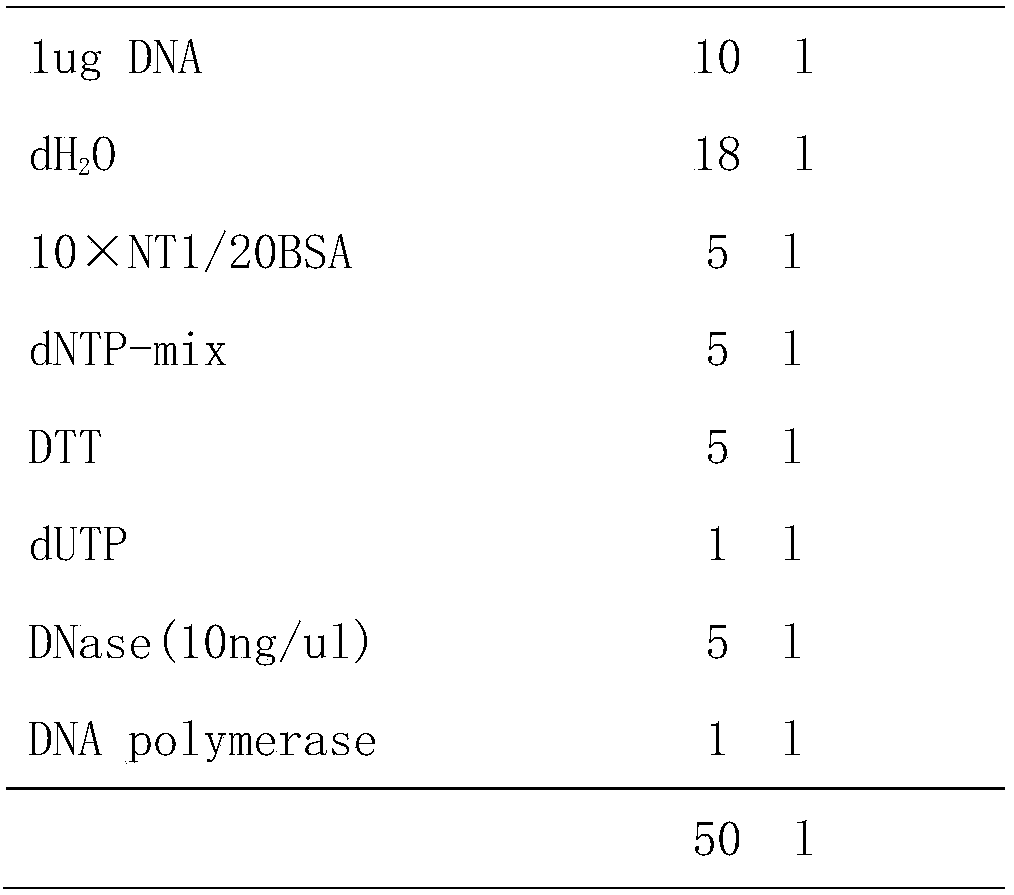 Method, probe and kit for detecting P16 cancer suppressor gene deletion