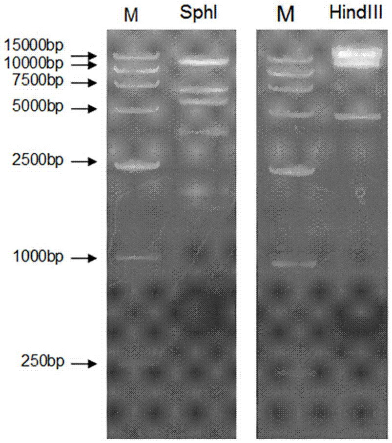 Expression vector based on recombinant adenoviruses and construction method thereof