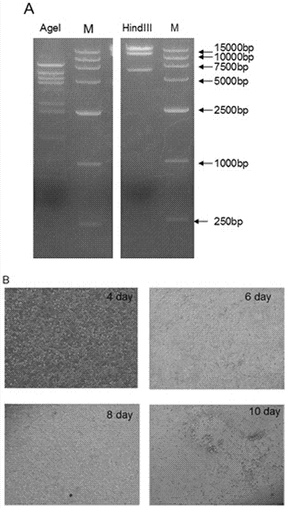Expression vector based on recombinant adenoviruses and construction method thereof