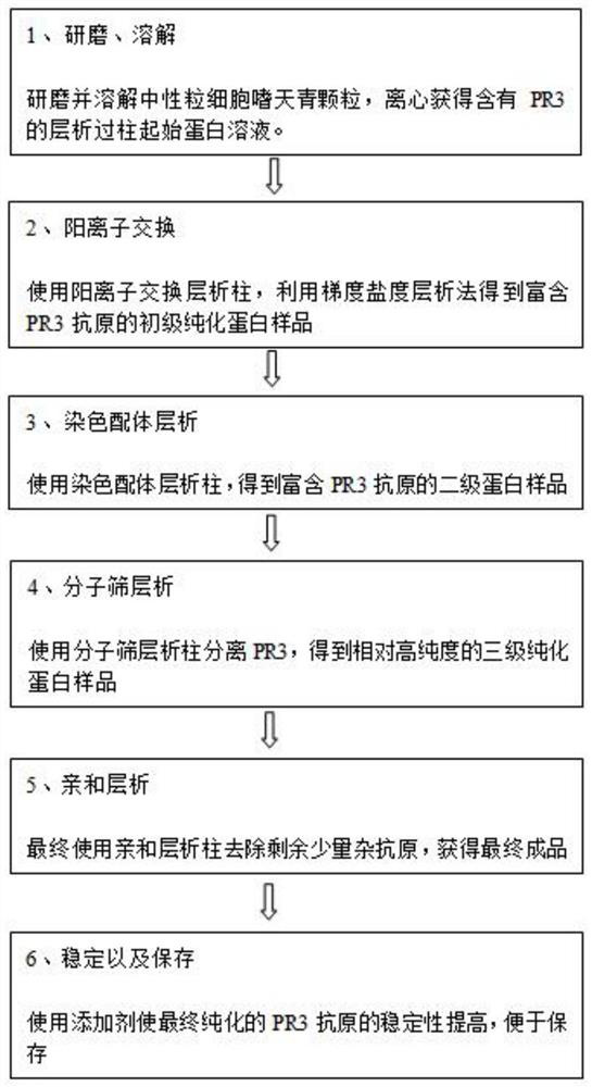 A method for isolating and purifying native protease 3 from azurophilic granules of human blood neutrophils