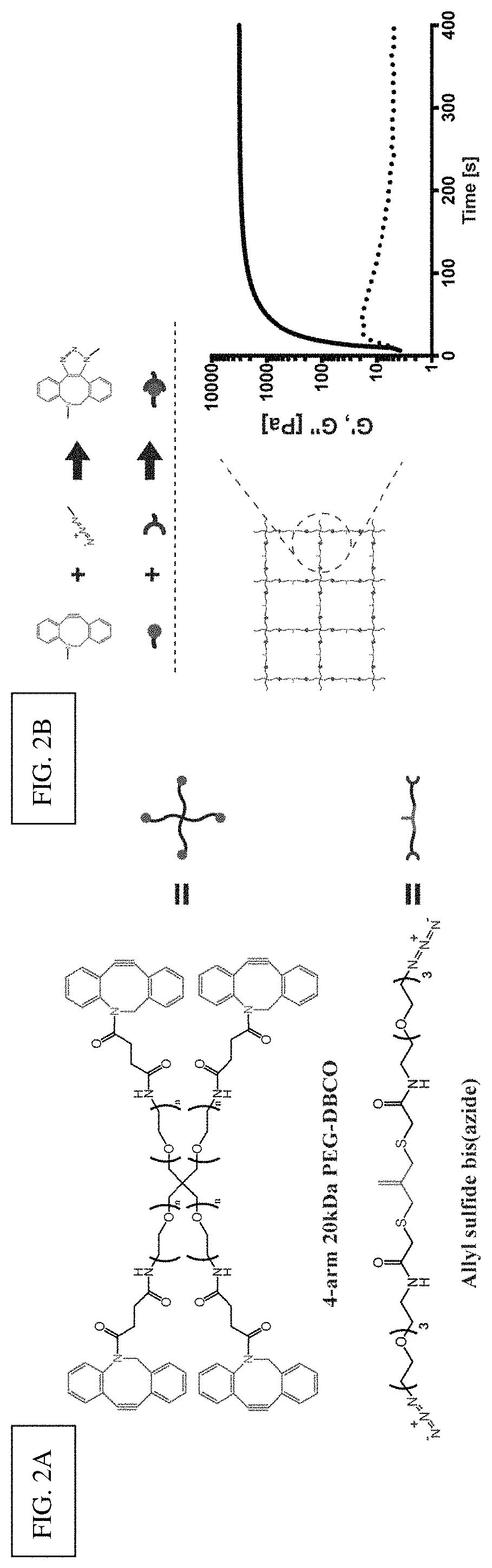 Amplified photodegradation of hydrogels and methods of producing the same