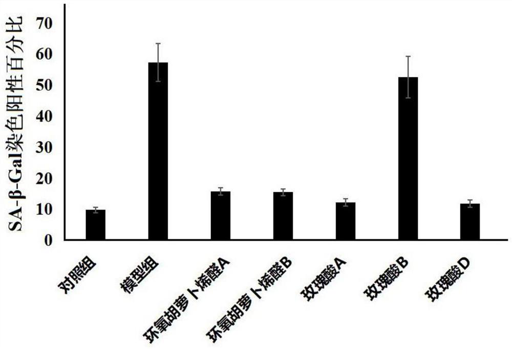 A kind of application of roseic acid A in anti-aging of hematopoietic stem cells