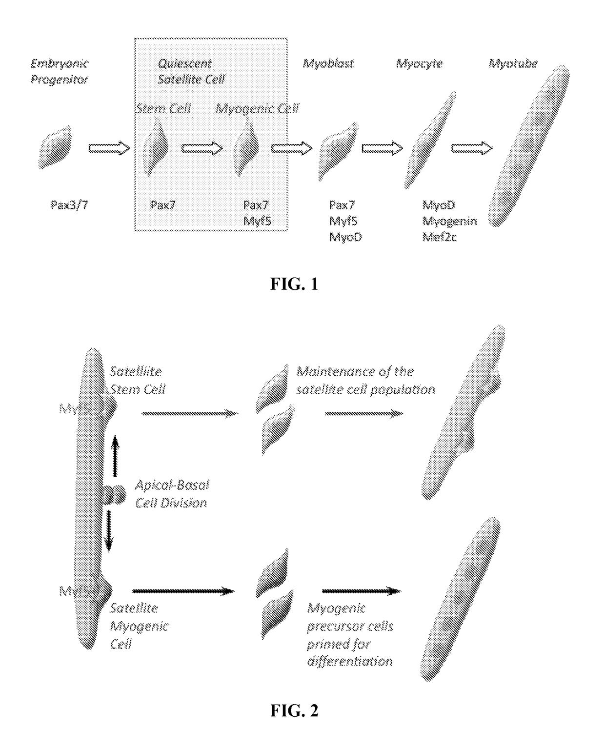 Compositions and methods for modulating stem cells and uses thereof