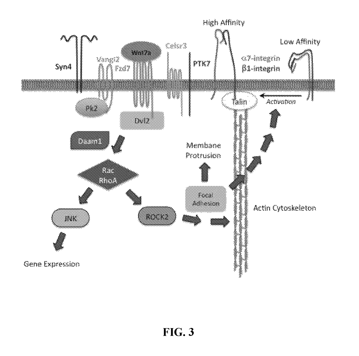 Compositions and methods for modulating stem cells and uses thereof