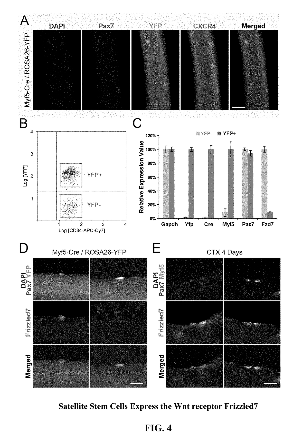 Compositions and methods for modulating stem cells and uses thereof