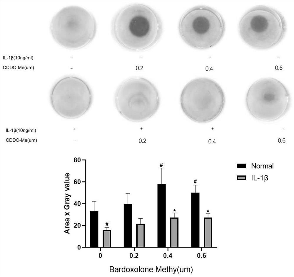 Application of badoxolone methyl in preparation of medicine for preventing and treating osteoarthritis