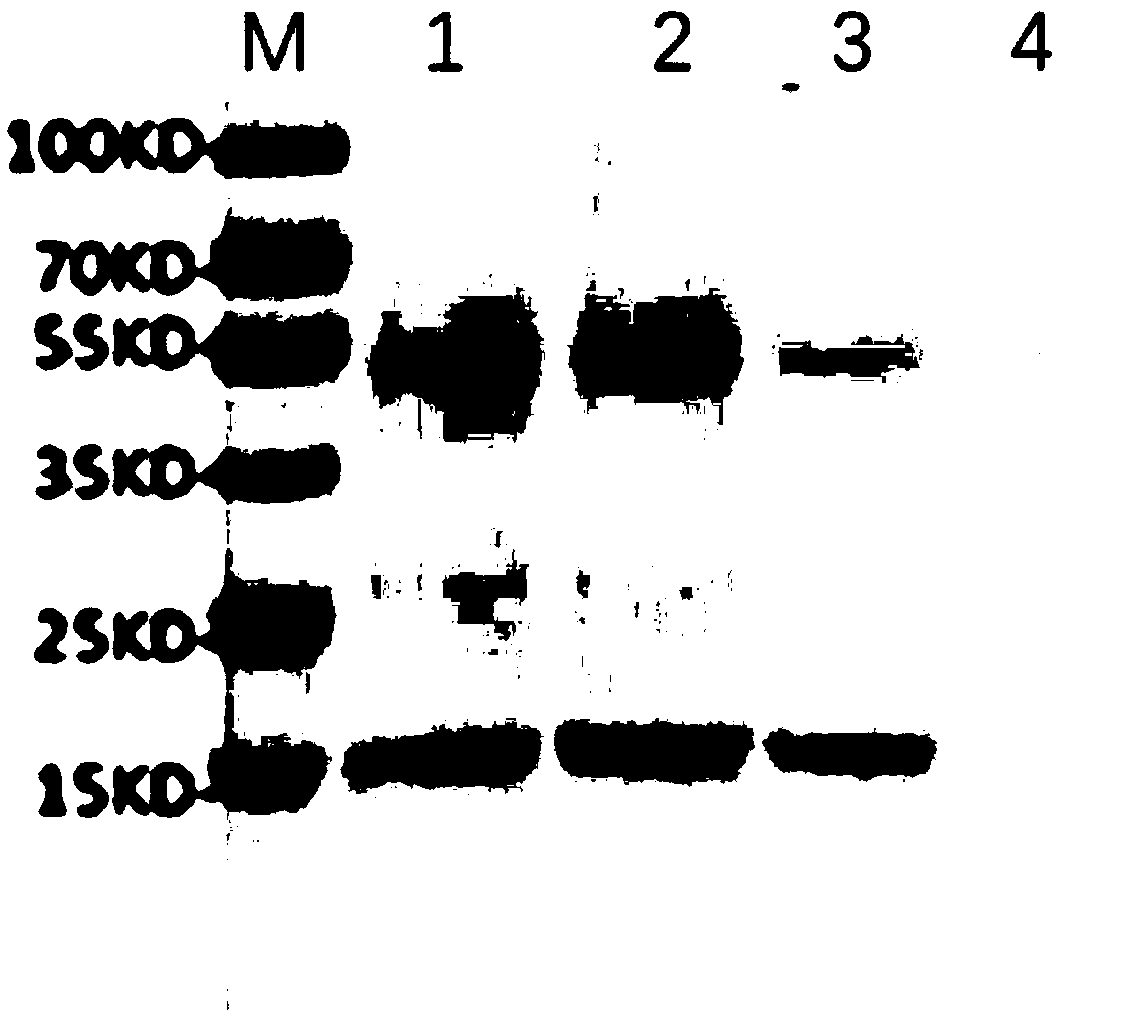 A kind of Escherichia coli lyase and its preparation method and application