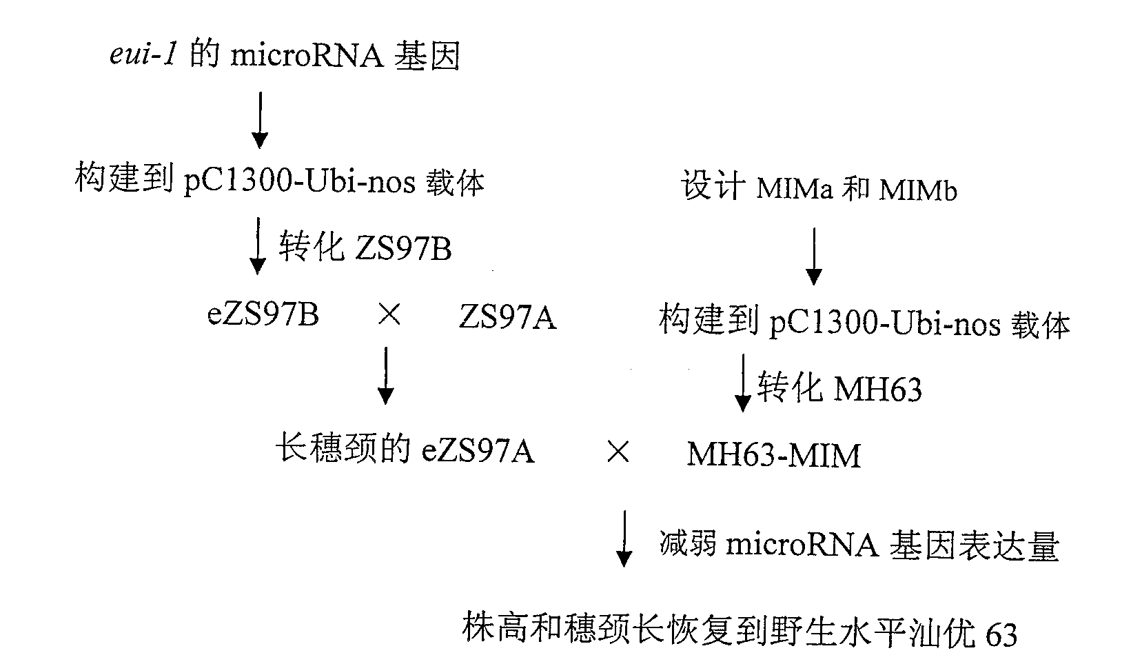 Gene for controlling plant height and neck length of spike of rice and application
