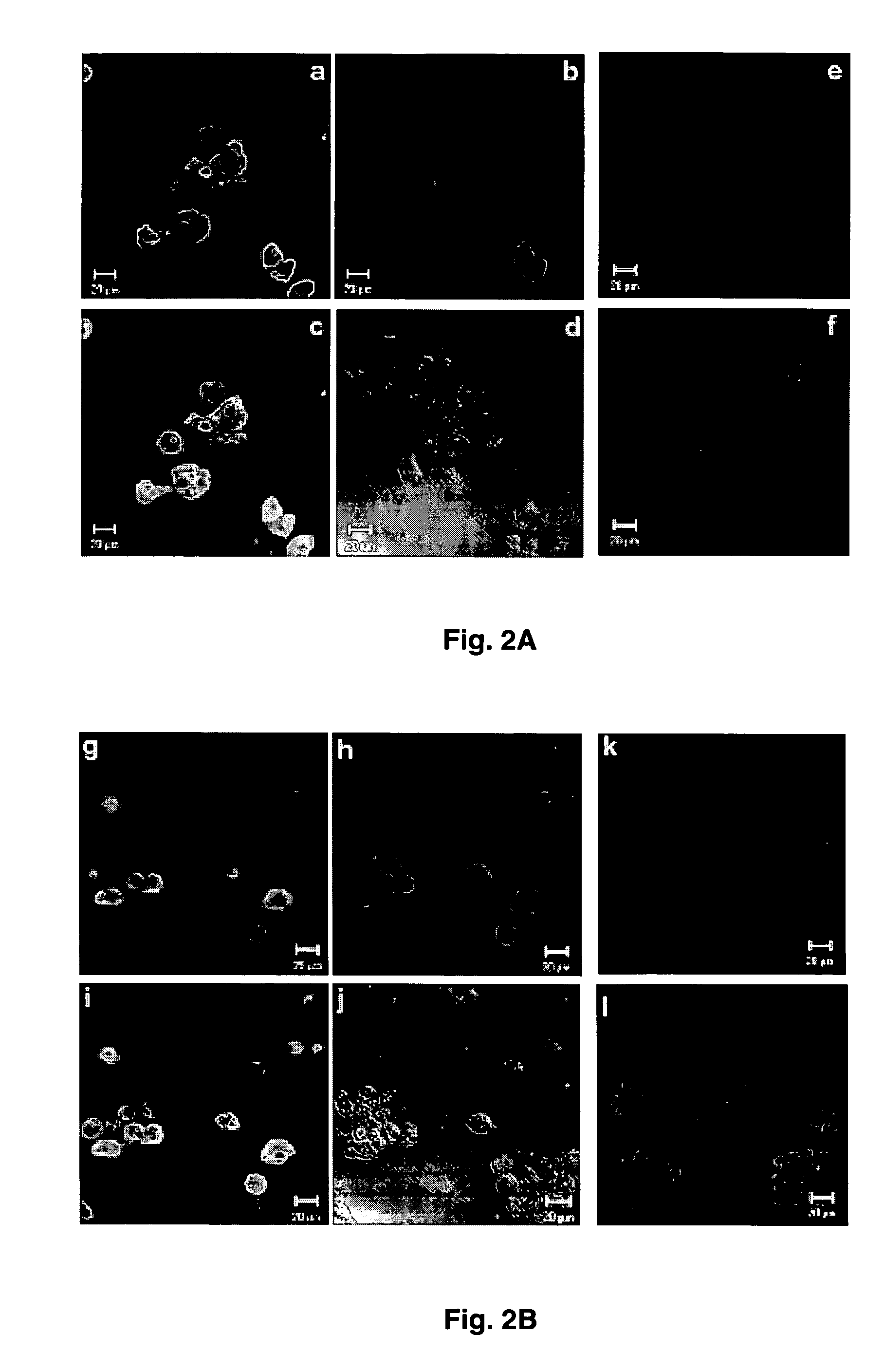Viral propagation system and uses thereof