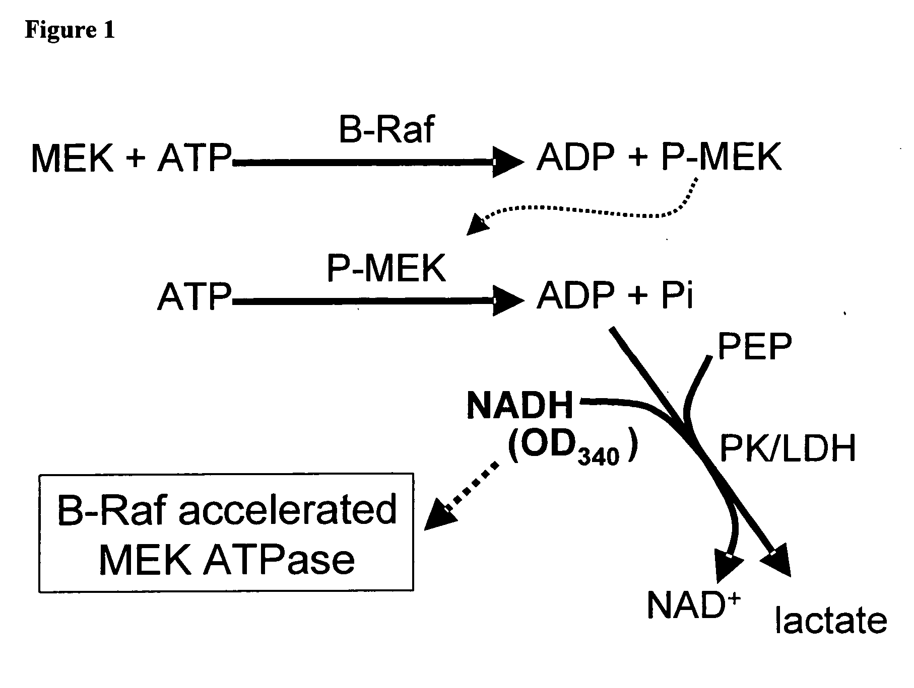 Assay for B-Raf activity based on intrinsic MEK ATPase activity