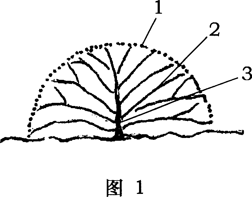 Method for pruning kuding tea trees garden planting in patches shape