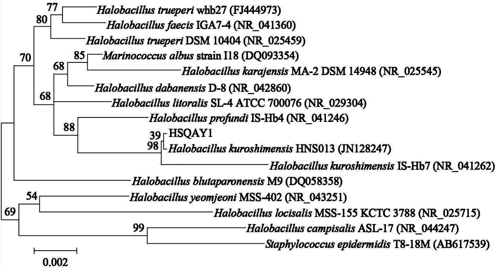 Halobacillus kuroshimensis HSQAY1 with capacity of dissolving skeletonema costatum and application thereof
