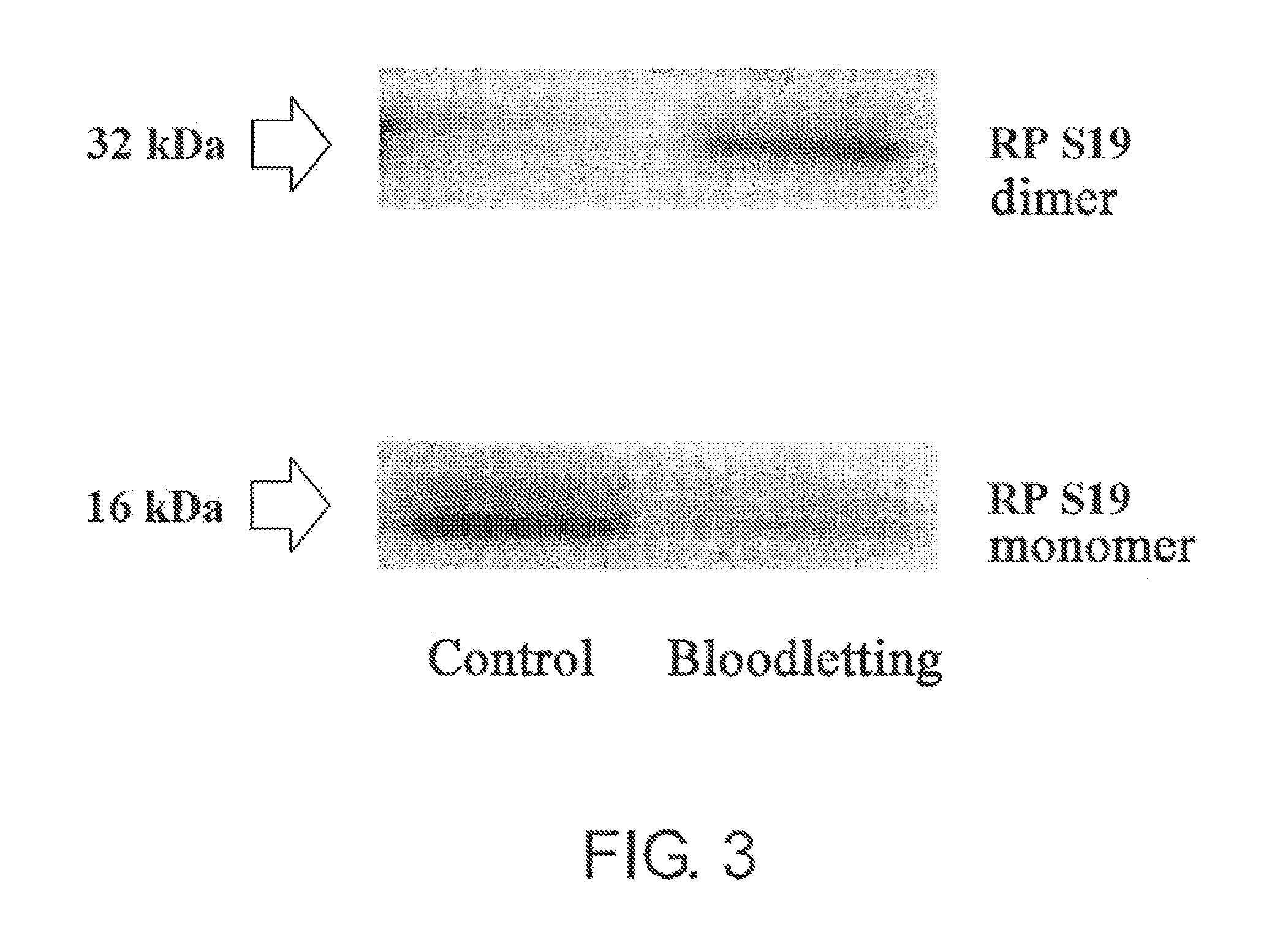 Screening Method for Substance Having Hemocyte Maturation Acceleration Action