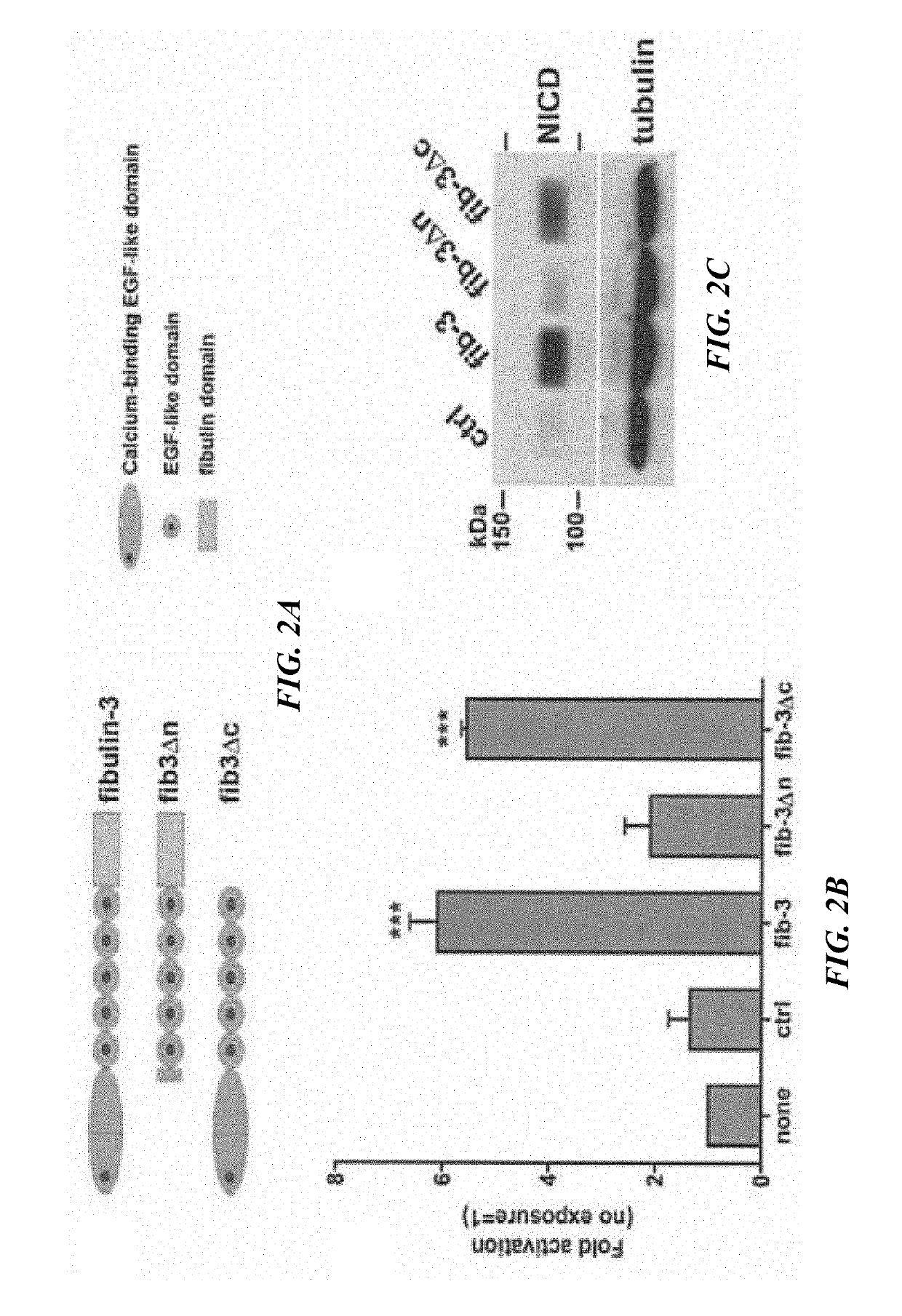 Anti-fibulin-3 antibodies and uses thereof