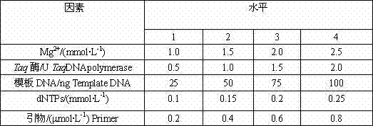 Method for establishing and optimizing exopalaemon modestus SRAP(sequence-related amplified polymorphism)-PCR(polymerase chain reaction) system