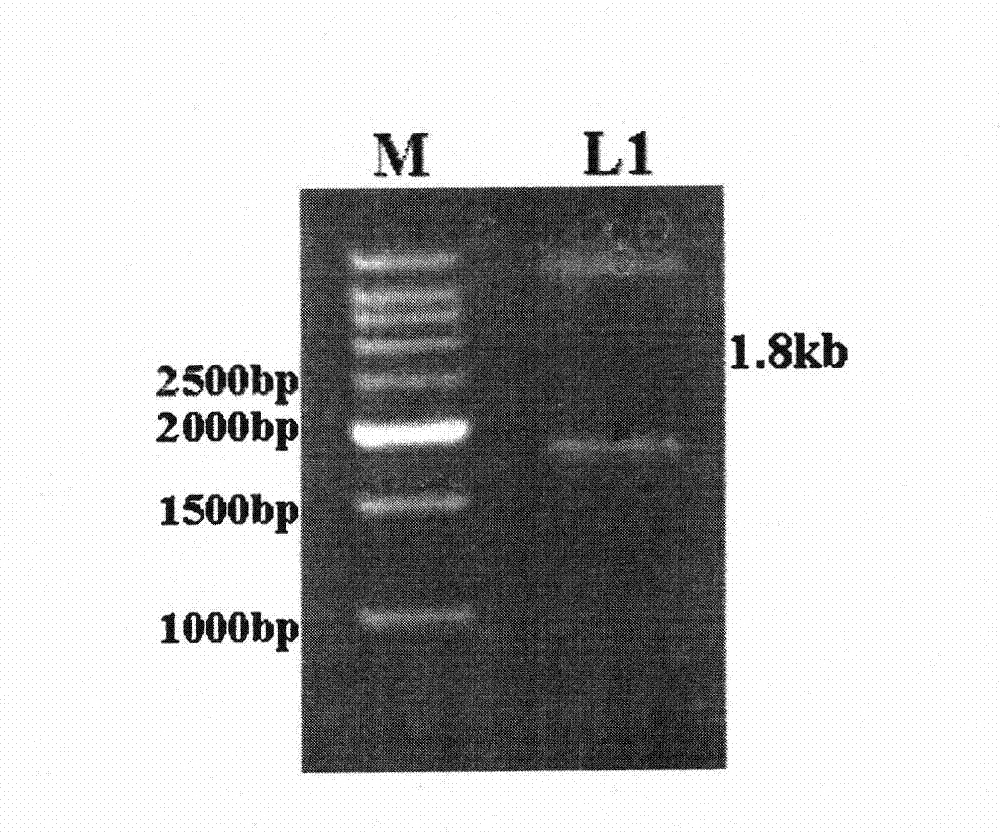 Adenovirus high expression vector for improving expression of hantavirus fusion protein G2S0.7