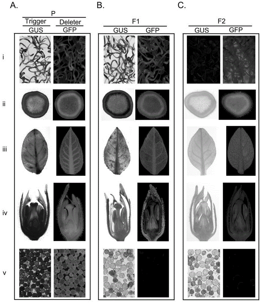 Hybrid crop transgenic safety control method and gene deletion system for implementing same